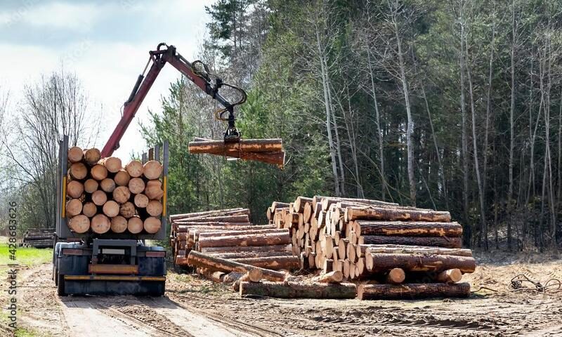 Logging truck unloading timber in a forest.